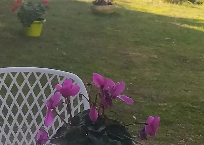 Loft Garden Sea Roses